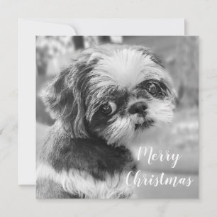 Carte postale Shih Tzu Joyeux Noël