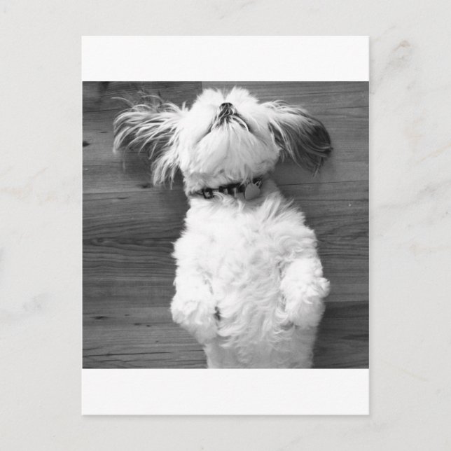 Carte Postale Shih Tzu Nap (Devant)