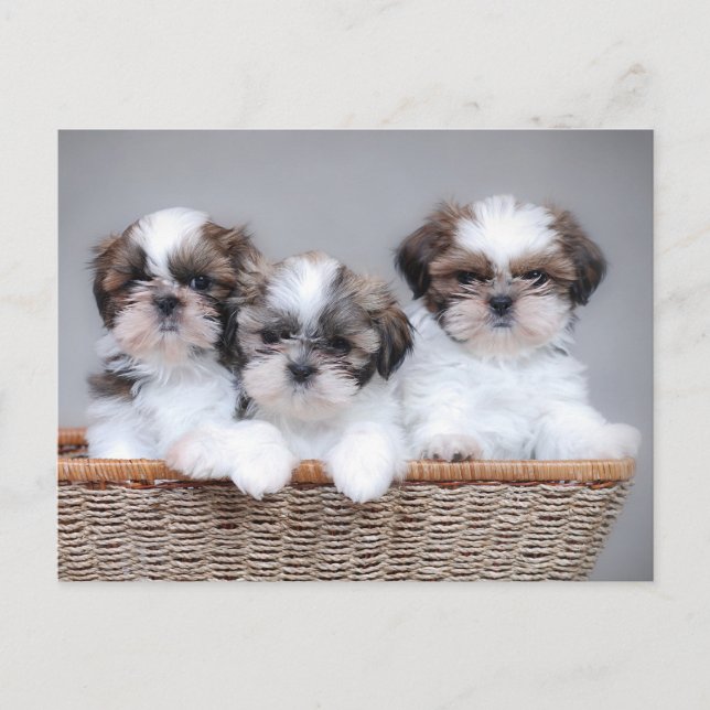 Carte Postale Shih Tzu puppies (Devant)