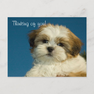 Carte Postale Shih Tzu Puppy "Penser à vous" PostCard