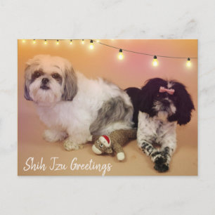 Carte Postale Shih Tzu Salutations