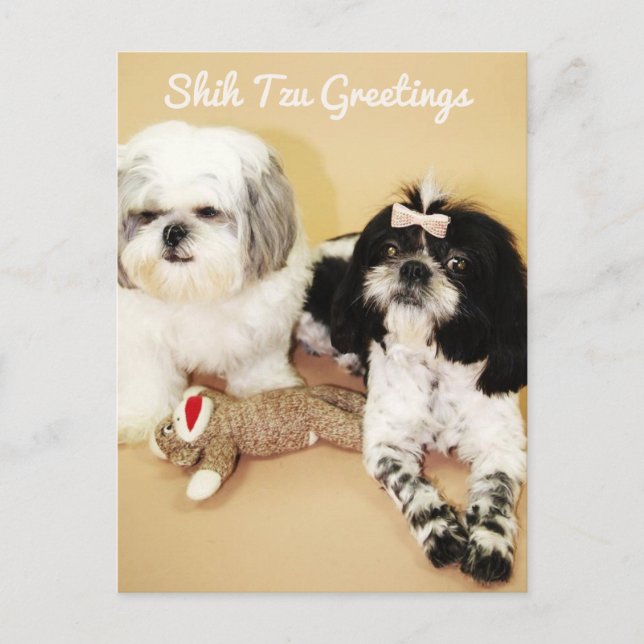 Carte Postale Shih Tzu Salutations (Devant)