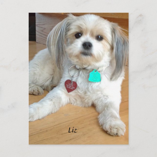 Carte Postale Shih TzuX nommé Liz Postcard (Devant)