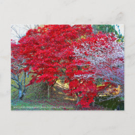 Carte Postale Shiki-Zakura Quatre saisons Fleurs de cerisiers