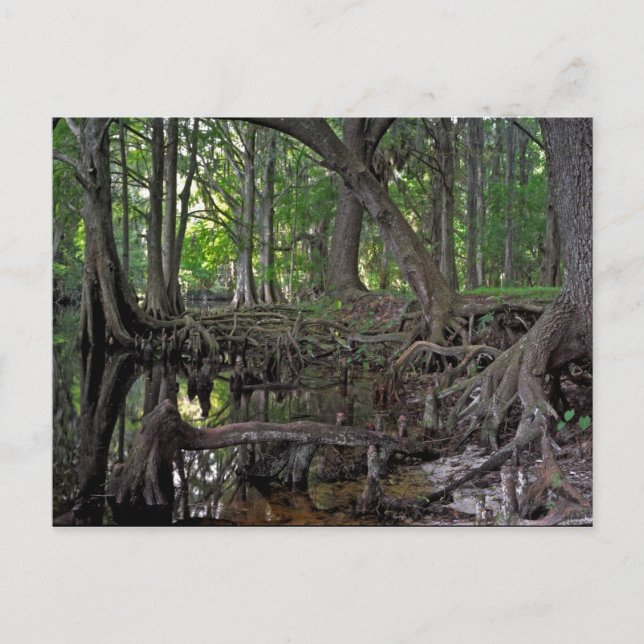 Carte Postale Shingle Creek. (Devant)