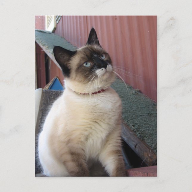 Carte Postale Shive the Snowshoe (Devant)