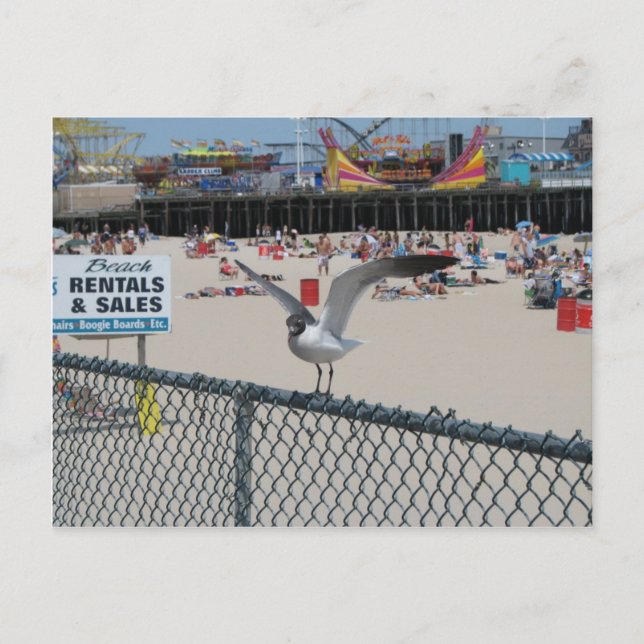 Carte Postale Shore Thing (Devant)