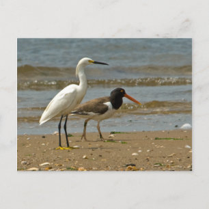 Carte postale Shorebird