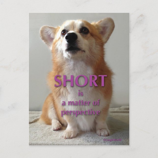 Carte Postale Short est une question de perspective Cute Corgi c (Devant)
