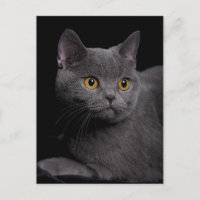 Carte postale Shorthair britannique