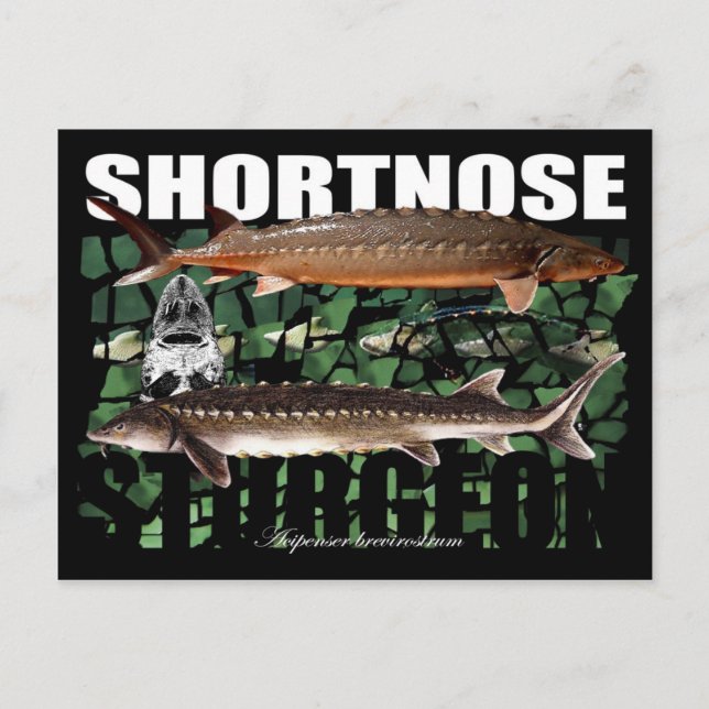 Carte Postale ShortnoseCollage-PCard (Devant)