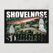 Carte postale Shovelnose Esturgeon-Collage