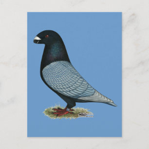 Carte Postale Show Racer Andalou