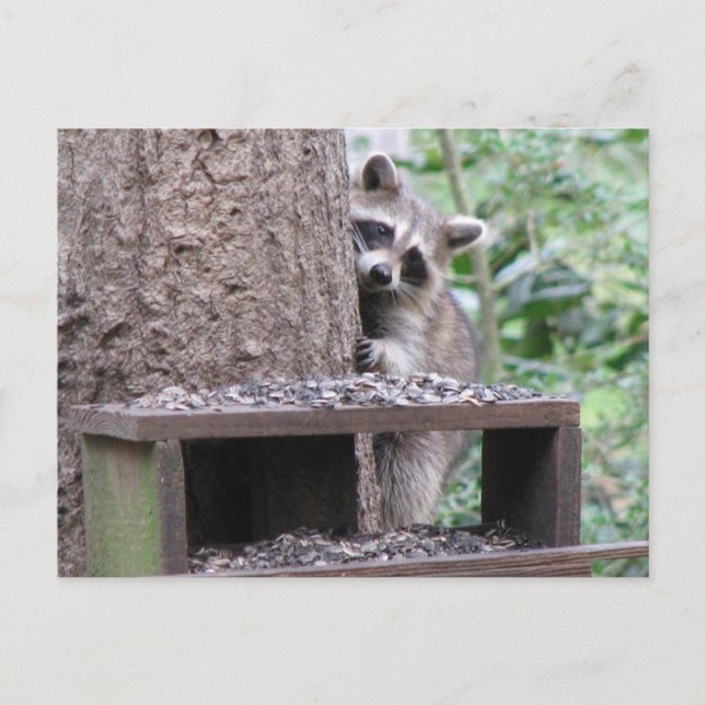 Carte postale Shy Raccoon (Devant)