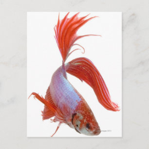 Carte Postale Siamais combattant le poisson (Betta splendens)