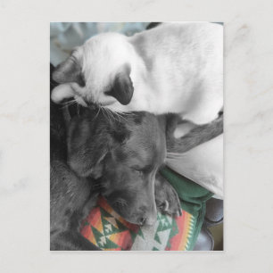 Carte Postale Siamese Kitten Est Amoureusement Niché Sur La Tête
