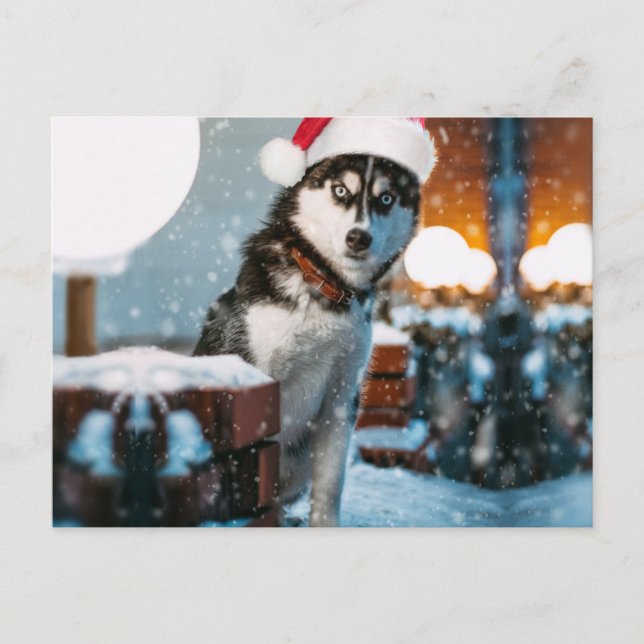 Carte Postale Siberian Husky (Devant)