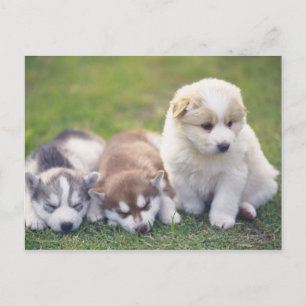 Carte Postale Siberian Husky; Une race de chien qui travaille