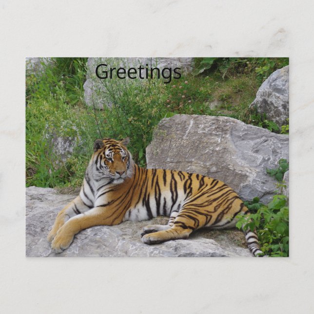 Carte Postale Siberian Tiger Relaxing on a Rock (Devant)