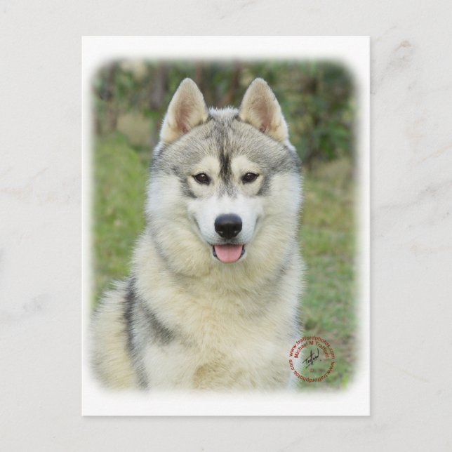 Carte Postale Sibérie Husky 9L69D-14 (Devant)