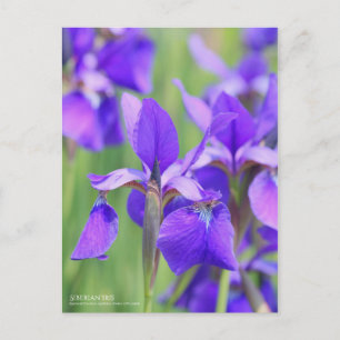 Carte Postale Sibérie Iris [Carte postale]