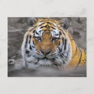Carte Postale Sibérie Tigre photo