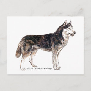 Carte Postale Sibérien Husky !