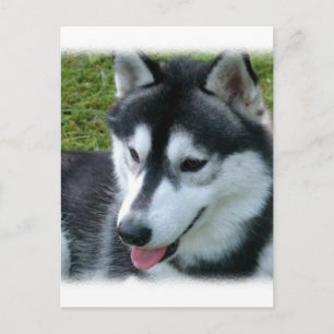 Carte postale Sibérienne Husky