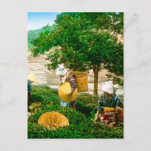 Carte Postale Sickers à thé du Vieux Japon Vintage coloré à la m