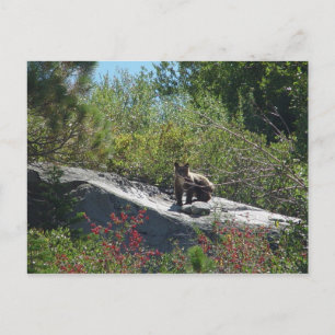 Carte Postale Sierra Bear Cub