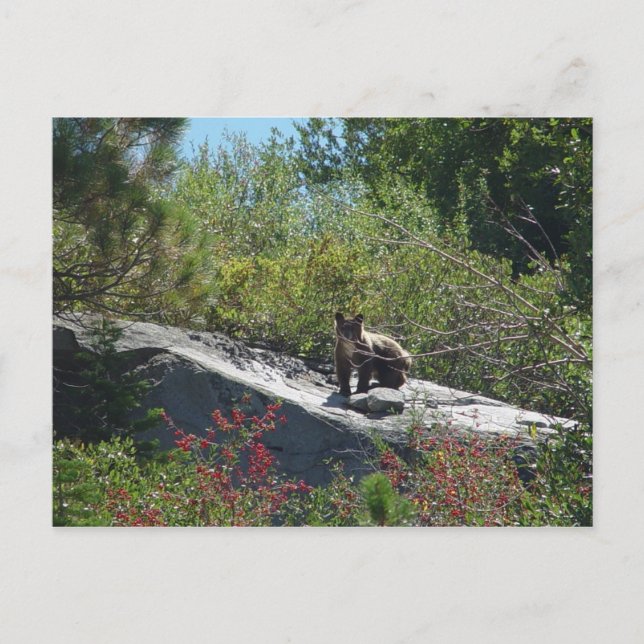 Carte Postale Sierra Bear Cub (Devant)