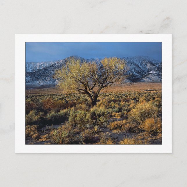Carte Postale "Sierra Sunlit Tree" (Devant)