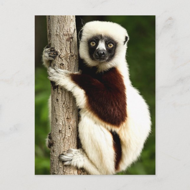 Carte Postale Sifaka Lemur dans la forêt de Madagascar (Devant)