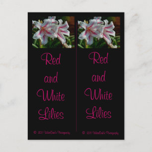Carte postale Signet Lys rouge et blanc