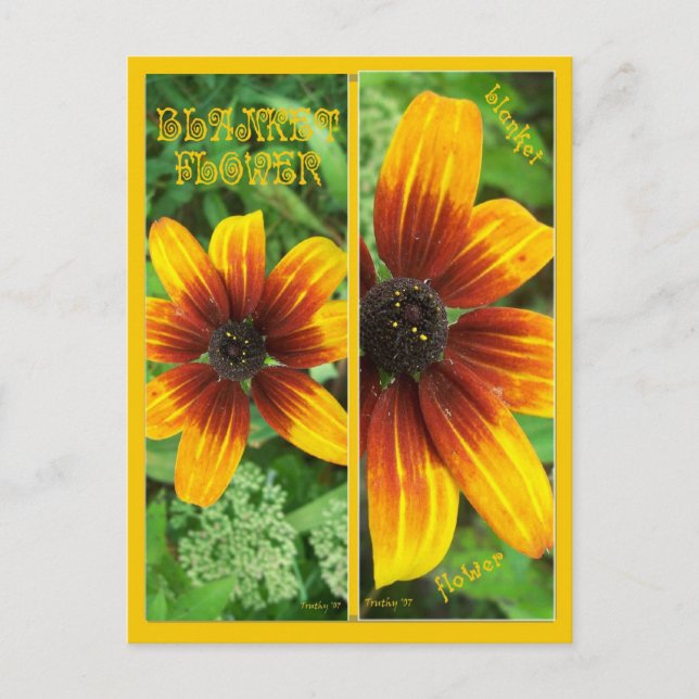 Carte Postale Signets DE FLEURS DE BLANCHES (Devant)