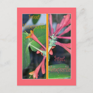 CARTE POSTALE SIGNETS SUEET HONEYSUCKER