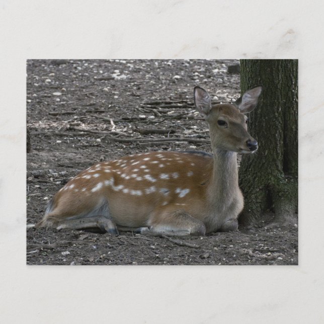 Carte Postale Sika cerf (Devant)