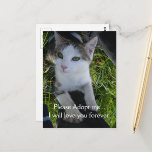 Carte Postale S'il vous plaît, adoptez-moi... vous aimera pour t