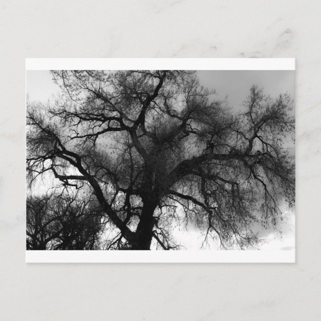 Carte Postale Silhouette (Devant)