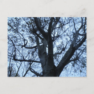 Carte postale Silhouette Arbre