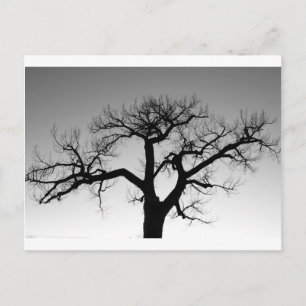 Carte Postale Silhouette d'arbre en hiver