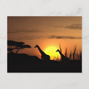 Carte postale "Silhouette de girafe au coucher du