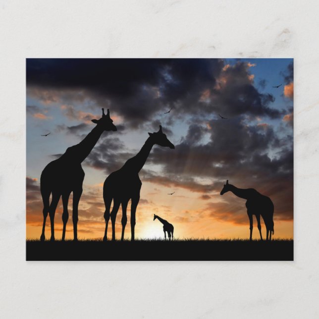 Carte Postale silhouette de girafe d'animal sauvage de safari de (Devant)