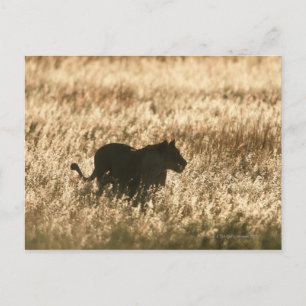 Carte Postale Silhouette de la lionne (Panthera leo) en herbe lo