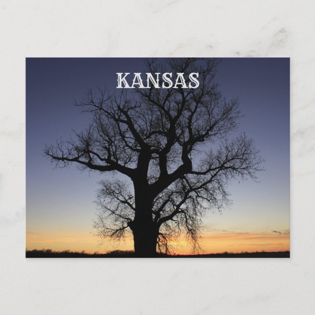 Carte Postale Silhouette de l'arbre du Kansas (Devant)