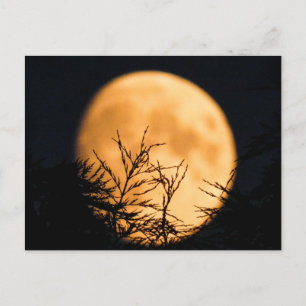 Carte Postale Silhouette de lune