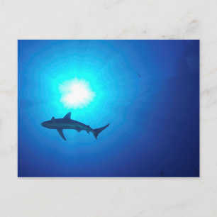 Carte Postale Silhouette de requin