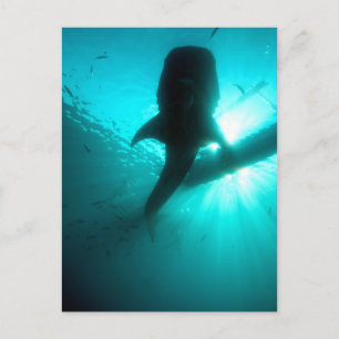 Carte Postale silhouette de requin-baleine