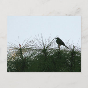 Carte Postale silhouette des oiseaux