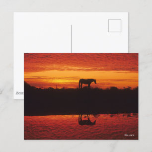 Carte Postale Silhouette du Cheval contre le ciel couché de sole